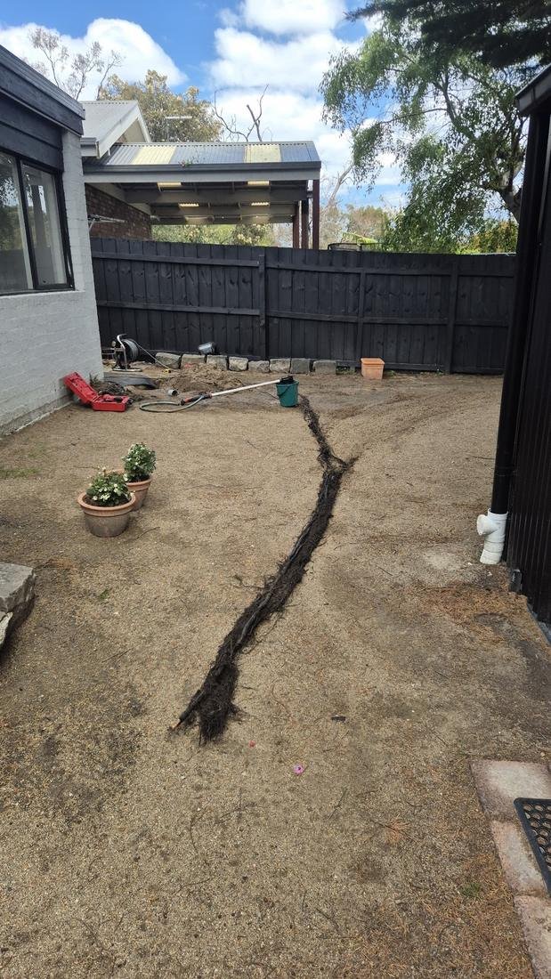 Tree roots removed from a blocked drain